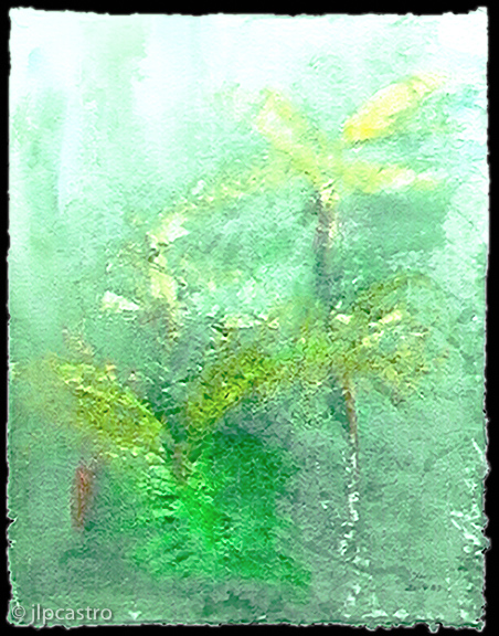 fetos arbóreos, sintra, 89